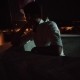 Furkan
