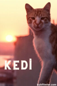 Kedi