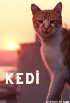 Kedi