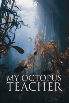 My Octopus Teacher – Ahtapottan Öğrendiklerim