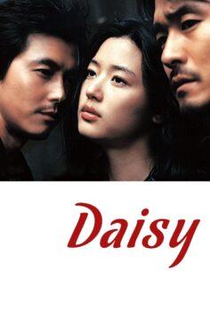 Daisy – Papatya