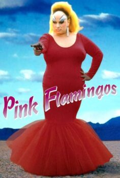 Pink Flamingos – Pembe Flamingolar