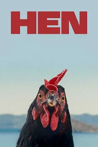 Hen – Tavuk